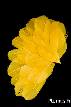 Pétales en plumes - 6-8 x 3-4 cm - jaune topaze